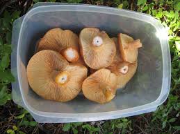 Attēlu rezultāti vaicājumam “Lactarius”