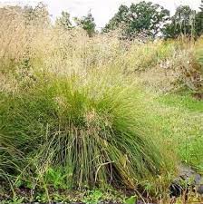 Attēlu rezultāti vaicājumam “Jamesoniella autumnalis sporophyte”