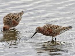 Attēlu rezultāti vaicājumam “Calidris ferruginea adult”