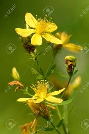 Attēlu rezultāti vaicājumam “Hypericum perforatum leaf”