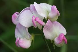 Image result for Lathyrus odoratus
