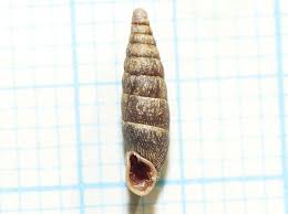 Attēlu rezultāti vaicājumam “Clausiliidae”