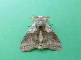 Attēlu rezultāti vaicājumam “Lymantriidae”