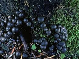 Attēlu rezultāti vaicājumam “Lycogala cf. fossiculatum sessile”