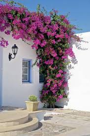 Image result for bougainvillea