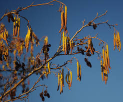 Attēlu rezultāti vaicājumam “Alnus glutinosa flower”