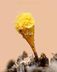 Attēlu rezultāti vaicājumam “Hemitrichia clavata spores”