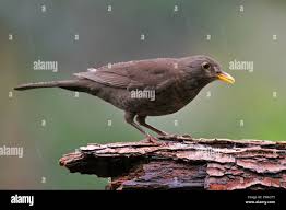Attēlu rezultāti vaicājumam “Turdus merula female”