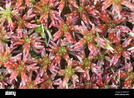 Attēlu rezultāti vaicājumam “Sphagnum warnstorfii”