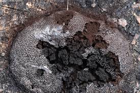 Attēlu rezultāti vaicājumam “Amaurochaete atra”