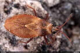 Attēlu rezultāti vaicājumam “Diderma simplex macro”