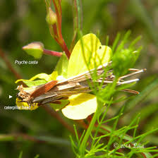 Attēlu rezultāti vaicājumam “Psyche casta”