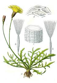 Attēlu rezultāti vaicājumam “Leontodon autumnalis  leaf”