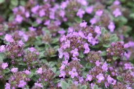 Attēlu rezultāti vaicājumam “Bayeriola thymicola”