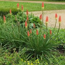 Attēlu rezultāti vaicājumam “Xanthorrhoeaceae”