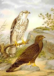 Attēlu rezultāti vaicājumam “Pernis apivorus adult”