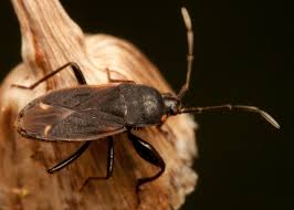 Attēlu rezultāti vaicājumam “Eremocoris plebejus”