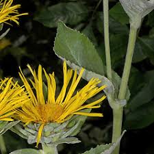 Image result for Inula helenium