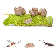 Attēlu rezultāti vaicājumam “Laothoe populi larva”