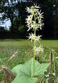 Attēlu rezultāti vaicājumam “Echinocystis lobata leaf”