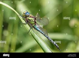 Attēlu rezultāti vaicājumam “Brachytron pratense”