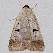 Attēlu rezultāti vaicājumam “Lygephila pastinum”