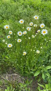 Image result for Leucanthemum vulgare