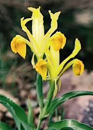 Attēlu rezultāti vaicājumam “Iris rosenbachiana flower”