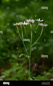 Image result for Chrysanthemum ptarmiciflorum