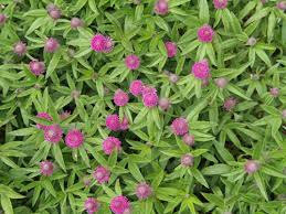 Attēlu rezultāti vaicājumam “Trifolium alpestre flower”
