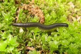 Attēlu rezultāti vaicājumam “Ommatoiulus vilnensis”