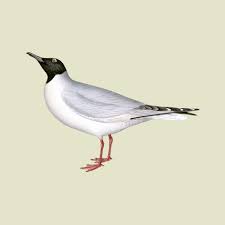 Image result for Chroicocephalus philadelphia