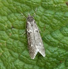 Attēlu rezultāti vaicājumam “Diurnea fagella”