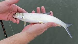 Image result for Elops saurus