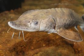 Image result for Scaphirhynchus platorynchus