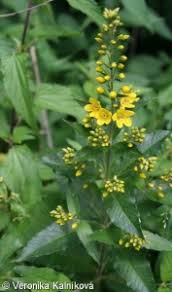 Attēlu rezultāti vaicājumam “Lysimachia vulgaris fruit”