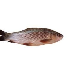 Image result for ikan