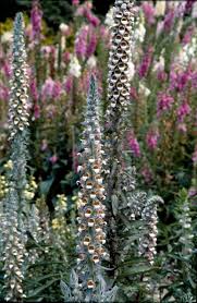 Image result for Digitalis lanata