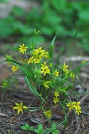 Attēlu rezultāti vaicājumam “Gagea lutea leaf”