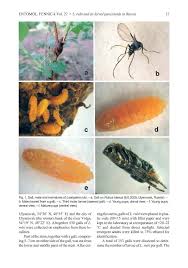 Attēlu rezultāti vaicājumam “Lasioptera rubi”
