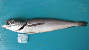 Image result for Merluccius merluccius