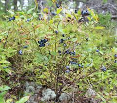 Attēlu rezultāti vaicājumam “Vaccinium angustifolium”