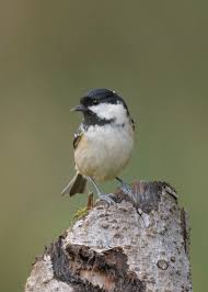 Attēlu rezultāti vaicājumam “Periparus ater”
