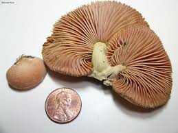 Attēlu rezultāti vaicājumam “Rhodotus palmatus”