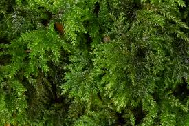 Attēlu rezultāti vaicājumam “Thamnobryum alopecurum”