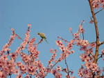 File:Rose ringed Parakeet in bitter Almond.jpg - Wikipedia, the ...