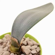 Attēlu rezultāti vaicājumam “Amarillidaceae”