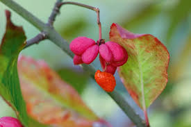Attēlu rezultāti vaicājumam “Euonymus europaeus bud”