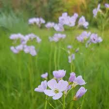Attēlu rezultāti vaicājumam “Cardamine pratensis flower”