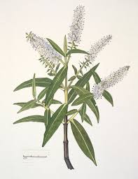 Attēlu rezultāti vaicājumam “Scrophulariaceae”